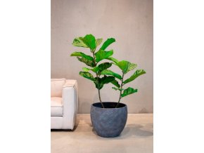 Ficus Lyrata, houslový fíkus, umělá květina, Fleur Ami