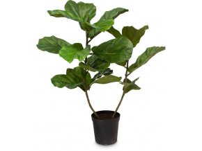 Ficus Lyrata 107cm