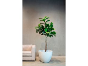 Ficus lyrata, houslový fíkus, umělá květina, Fleur Ami