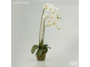 Bílá orchidej s mechem a kořeny EDG H85