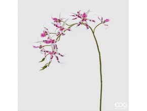 Orchidej Brassia EDG H108