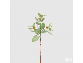 Eucaliptus - větvička EDG H73