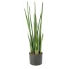 20281 sanseveria cylindrica 100 001