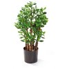 20292 crassula ovata 060 001