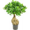 21701 ficus panda bonsai kunstpflanze 01