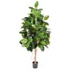 20287 ficus elastica 180 001