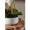 umělá orchidej phalenopsis