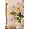 Růže Alma Olis H48 růžovobílá / broskvová