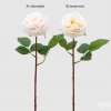 Růže Alma Olis H48 růžovobílá / broskvová