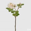 Růže Elix Rex Ramo H48 Ivory