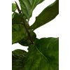 Ficus Lyrata 107cm