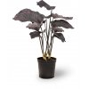 Designová hedvábná kalatea, Maranta, umělá květina, Fleur Ami