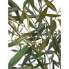 designový hedvábný olivovník