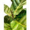 Ficus Lyrata, houslový fíkus, umělá květina, Fleur Ami