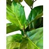 Ficus Lyrata, houslový fíkus, umělá květina, Fleur Ami