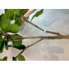 Ficus lyrata, houslový fíkus, umělá květina, Fleur Ami