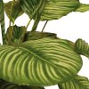 Kalatea, Calathea, Košíková maranta, umělá květina, Fleur Ami