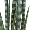 Sansevieria cylindrica, válcovité konopí, umělá květina, rostlina, Fleur Ami