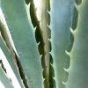 Agave, Agave sisalana, umělá rostlina, Fleur Ami