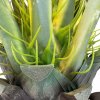 Agave, Agave sisalana, umělá rostlina, Fleur Ami