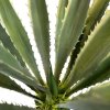 Agave, Agave sisalana, umělá rostlina, Fleur Ami