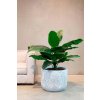 Spathiphyllum, umělá rostlina, Fleur Ami