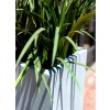 šedá, květináč, Argento Divider Natural Grey, Luca Lifestyle