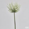 Česnek - Allium Chic EDG H62