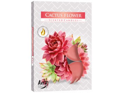 bispol cajove svicky 6ks cactus flower
