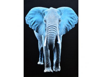 Obraz na plátně slon 50 x 70 cm