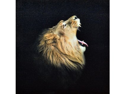 Obraz na plátně král zvířat 70 x 70 cm