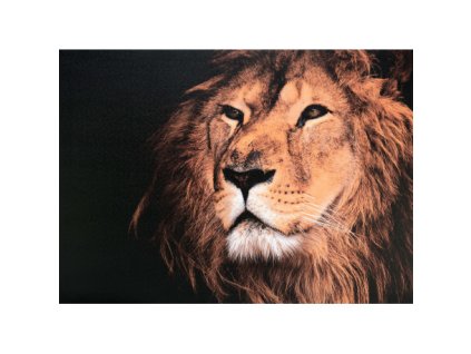 Obraz na plátně lev 50 x 70 cm