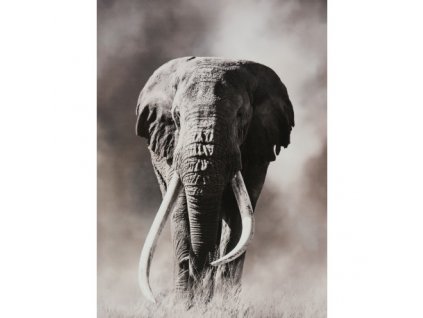 Obraz na plátně slon 50 x 70 cm