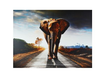 Obraz na plátně slon 50 x 70 cm