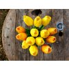 Sada 13 ks květin: Tulipány žluté 35 cm