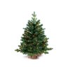 Vánoční stromek jedle Bernard v květináči 60 cm s LED OSVĚTLENÍM