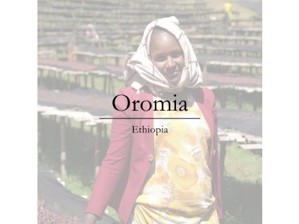 oromia ethiopia kava arabica