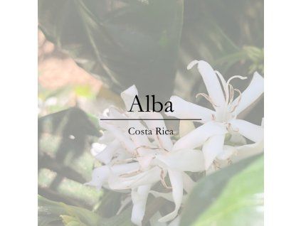 kava z kostariky alba