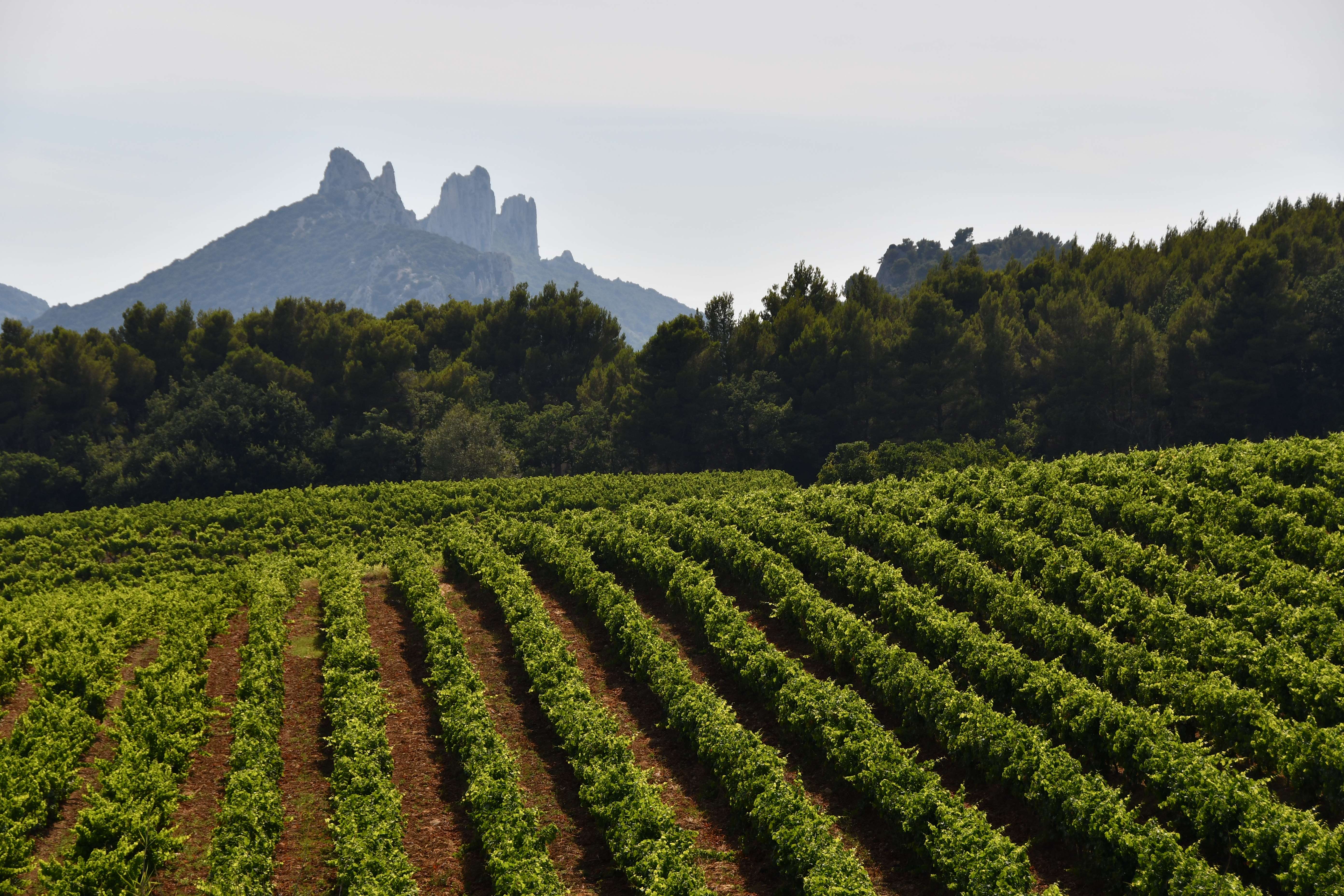 Znáte kategorie francouzských vín?