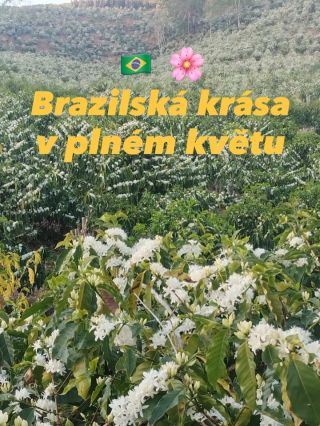 Takto právě teď rozkvétají kávovníky na farmě Pereira v oblasti Minas Gerais, odkud pochází naše Brazílie 🇧🇷☕️ Každý květ...