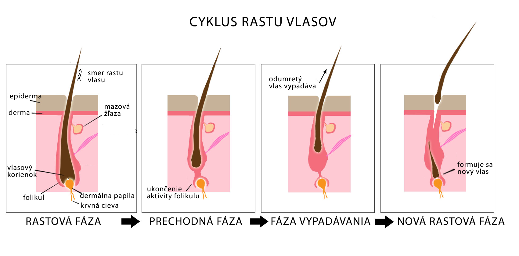 Životný cyklus vlasov