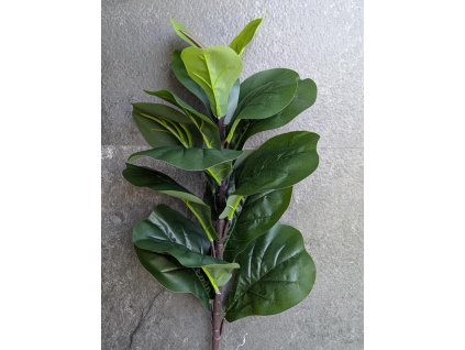 Vetvička Figovca 60cm 15 listov