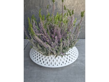 Misa Ažurová 36cm biela