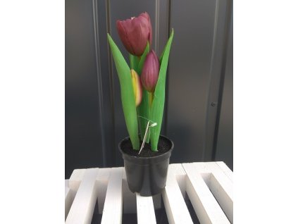 Tulipány v kvetináči CV10553-5 23cm