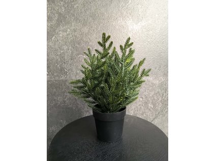 Mini jedlička v čiernom kvetináči 26 cm