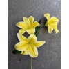 Kvet Lilia 3 kvety 60cm žltá