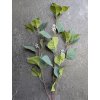 Zelena vetvička s bielymi kvetočkami 111E 80cm