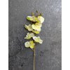 Vetvička orchidea 638L-02 žlto-zelená 75cm