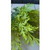 Kytička TUJA zelena 40cm 075A