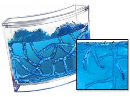 749 8 mravenci akvarium ant quarium domaci mraveniste blue 9